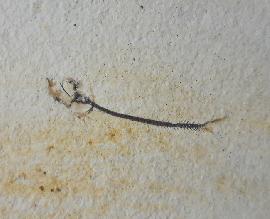 Solnhofen - Fische - Orthogonikleithrus hoelli ARRATIA 1997